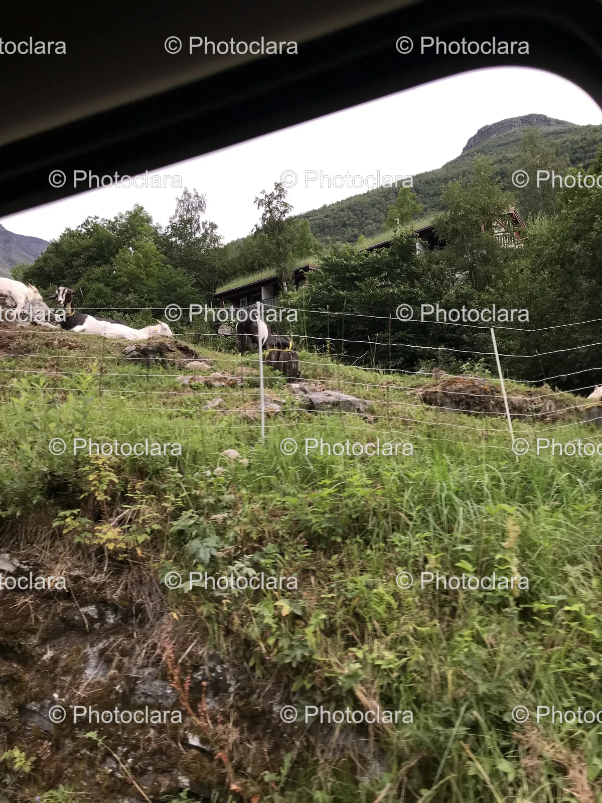Group-of-Animals-in-a-Field.jpg