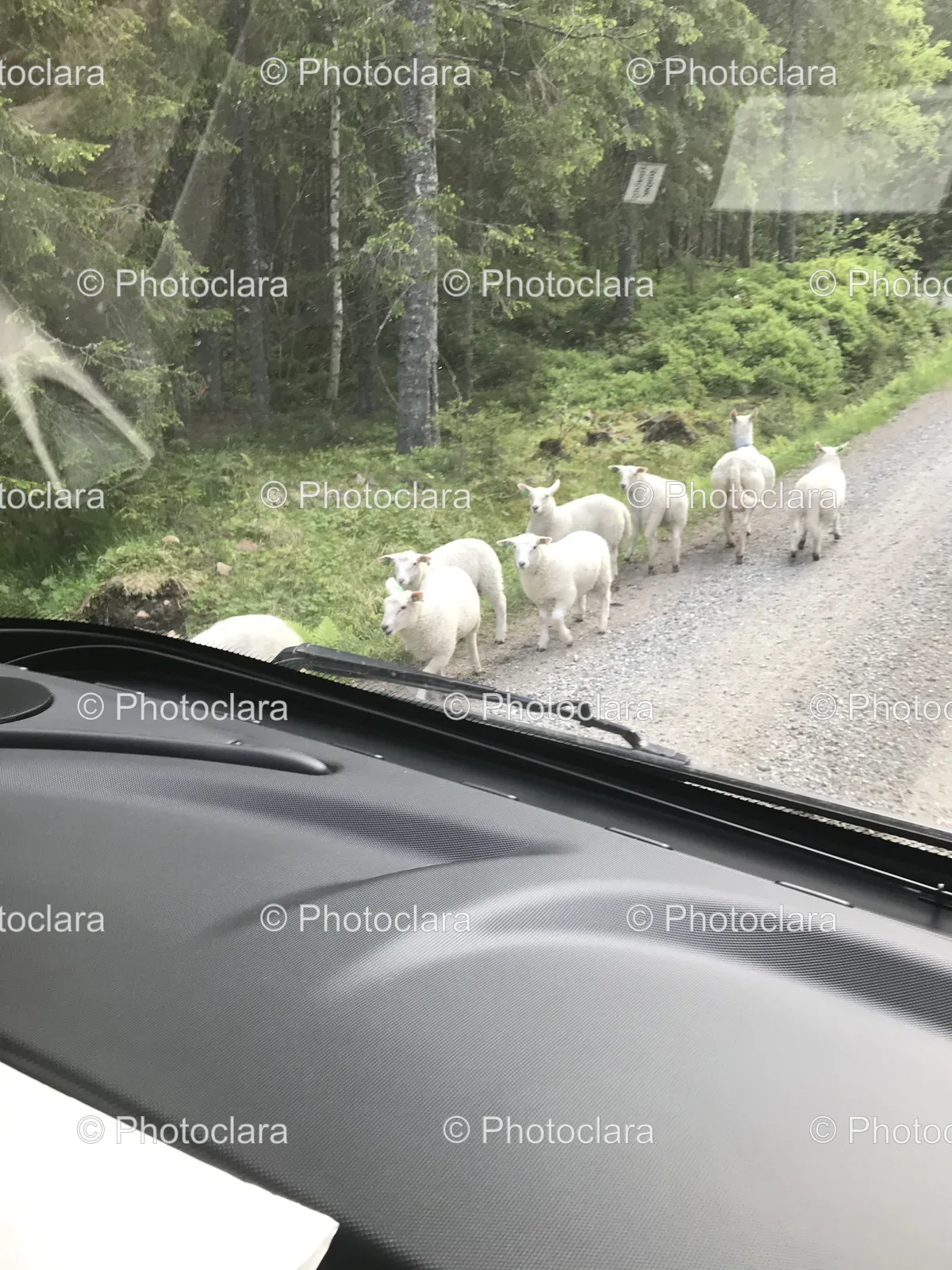 Sheep-Walking-Rural-Road.jpg