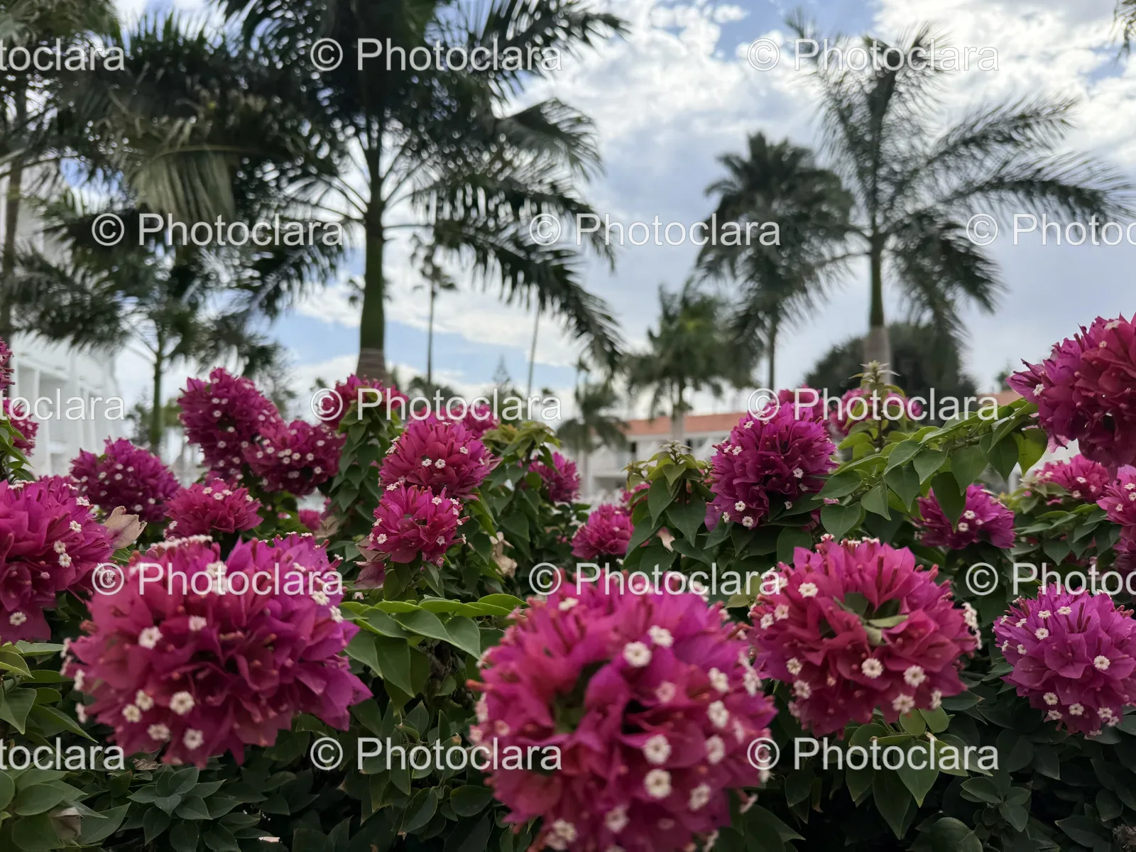 Captivating-Purple-Flowers-In-Bloom.jpg