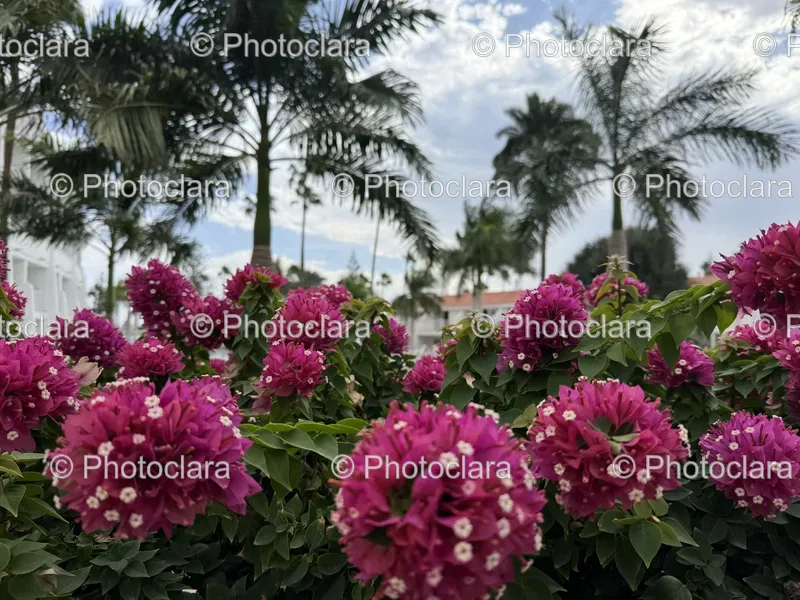 Purple Flower Fields