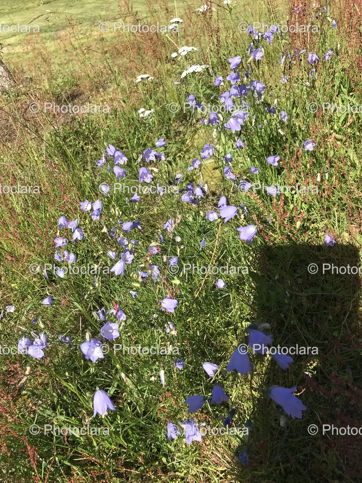 Field-of-Purple-Flowers-Under-a-Clear-Sky.jpg