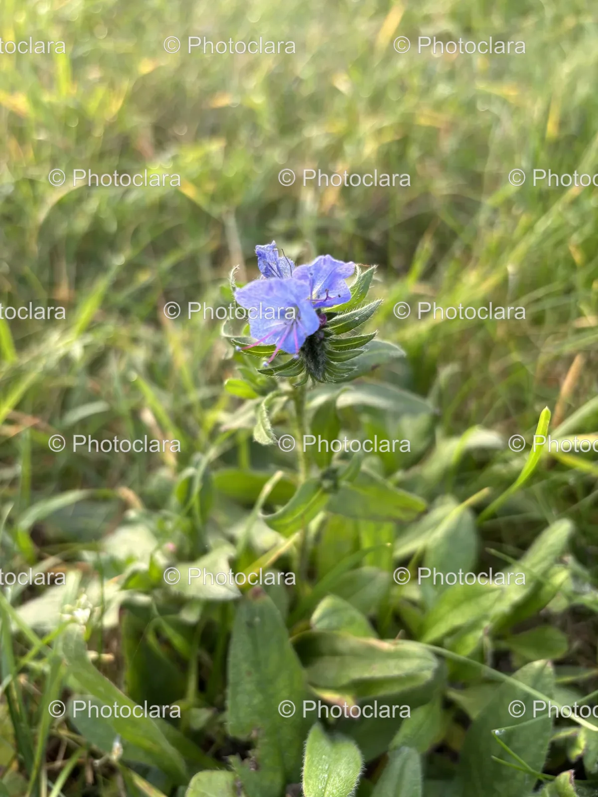 Purple-Flower-Amidst-the-Grass.jpg