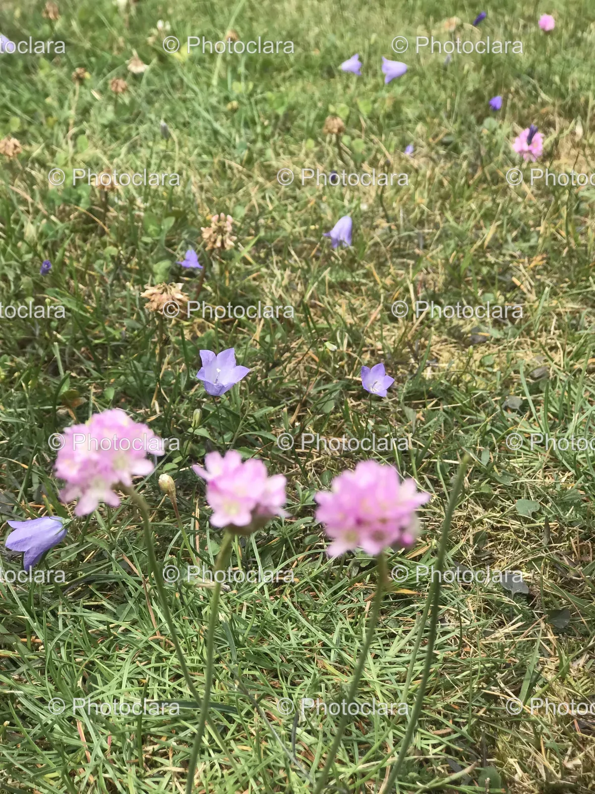 Purple-Flowers-in-Grassy-Field.jpg