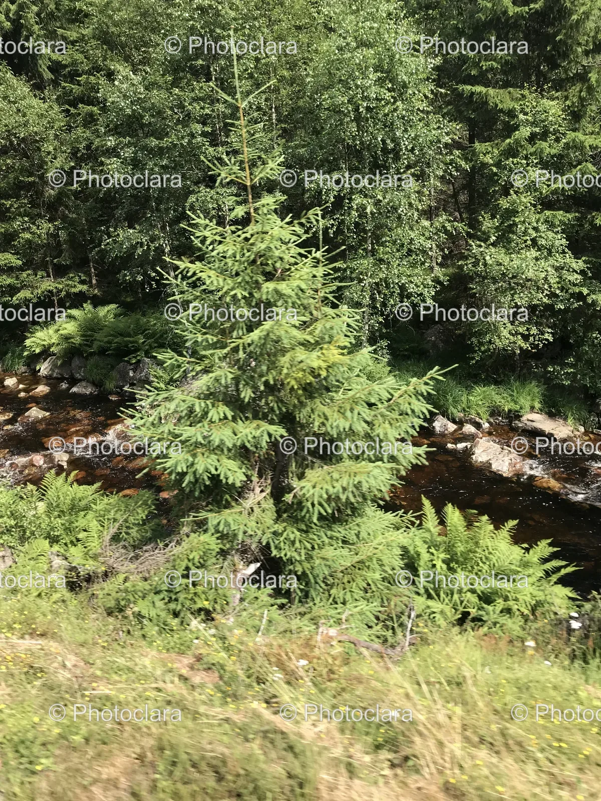 tree-next-to-a-river.jpg