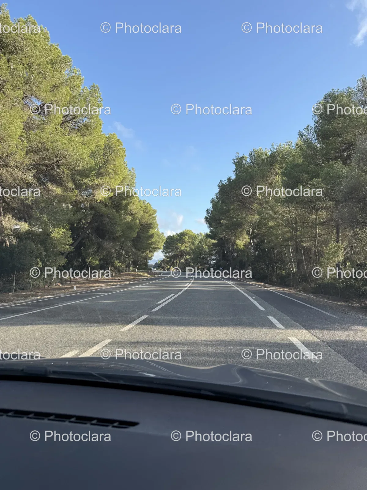 Tree-Lined-Road-on-a-Sunny-Day.jpg