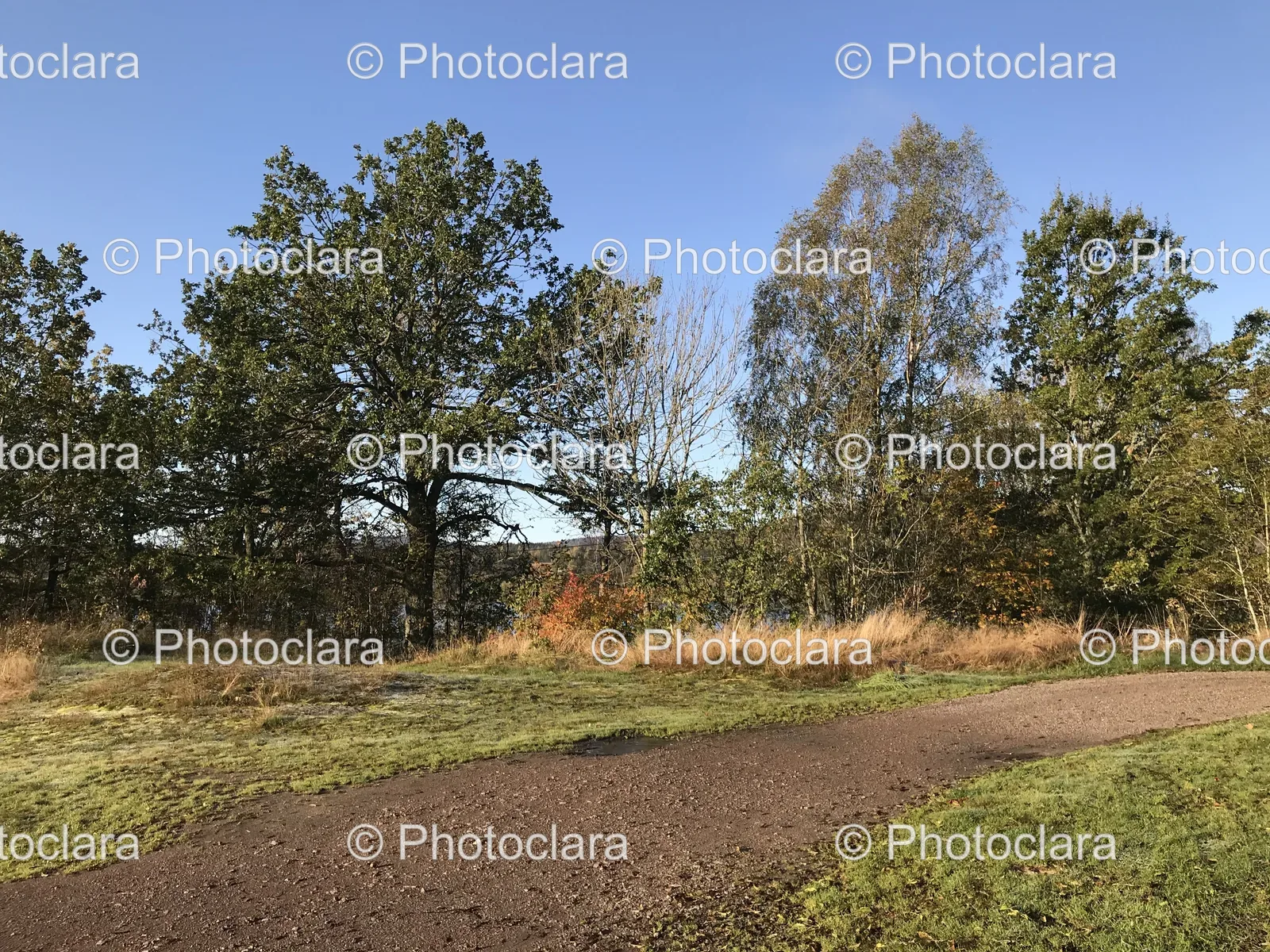 dirt-path-with-trees-in-the-background.jpg