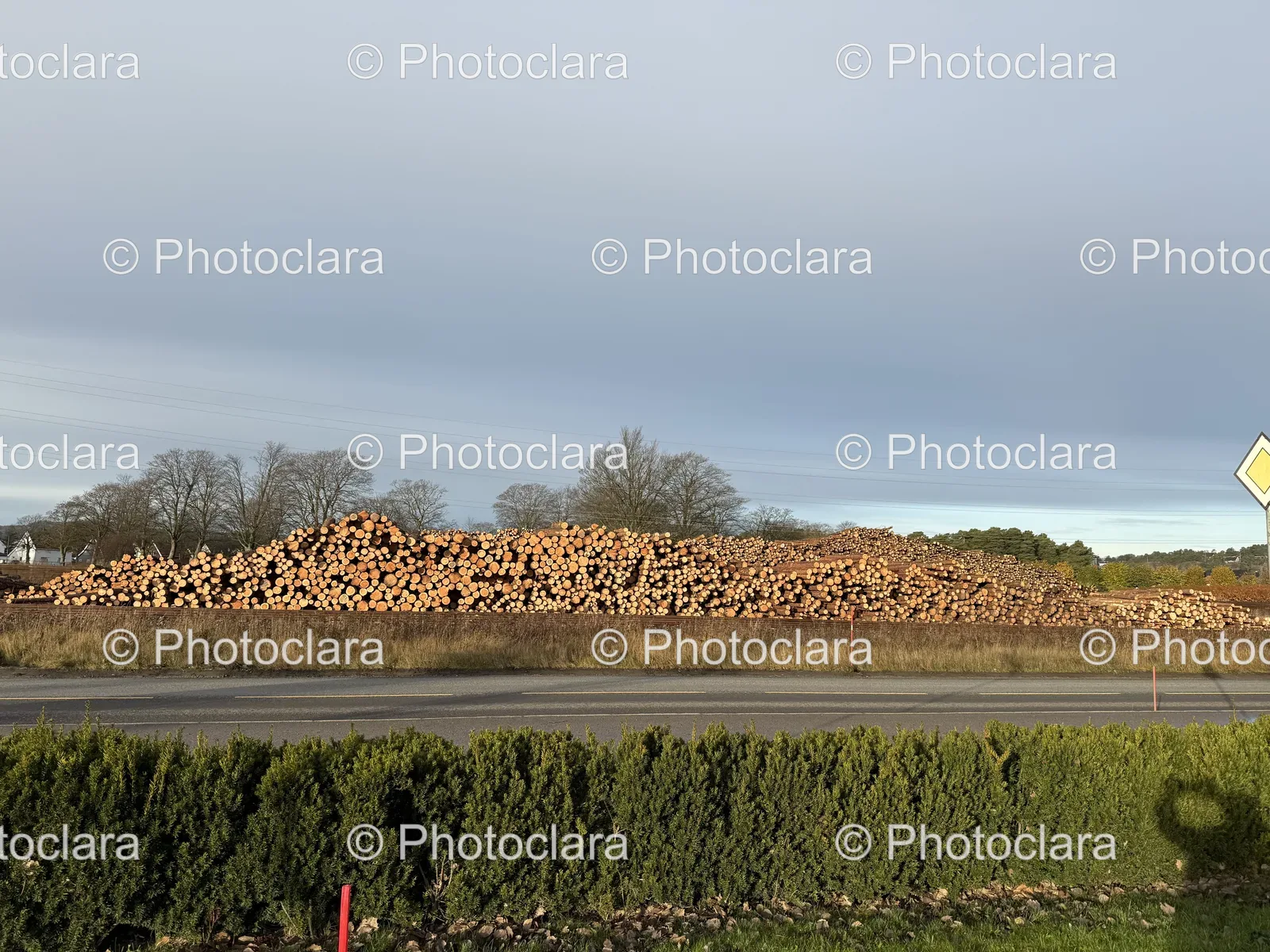 logs-on-a-road-surrounded-by-nature.jpg
