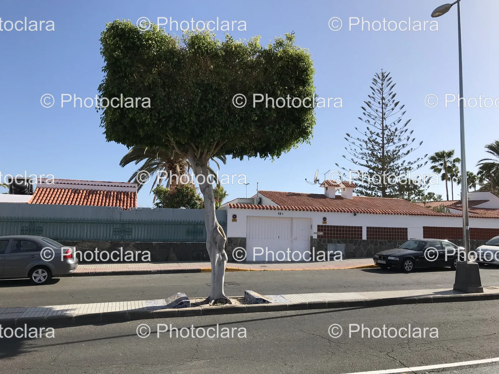 Tree-on-the-Side-of-a-Road.jpg