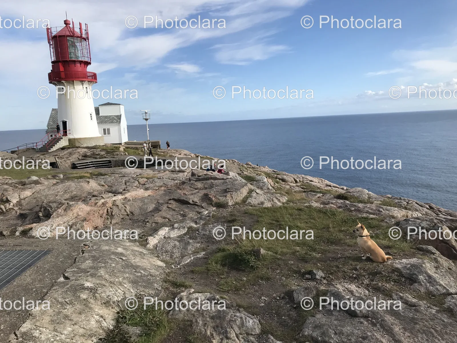 Dog-Sitting-Next-to-Lighthouse-on-Rocky-Hill.jpg