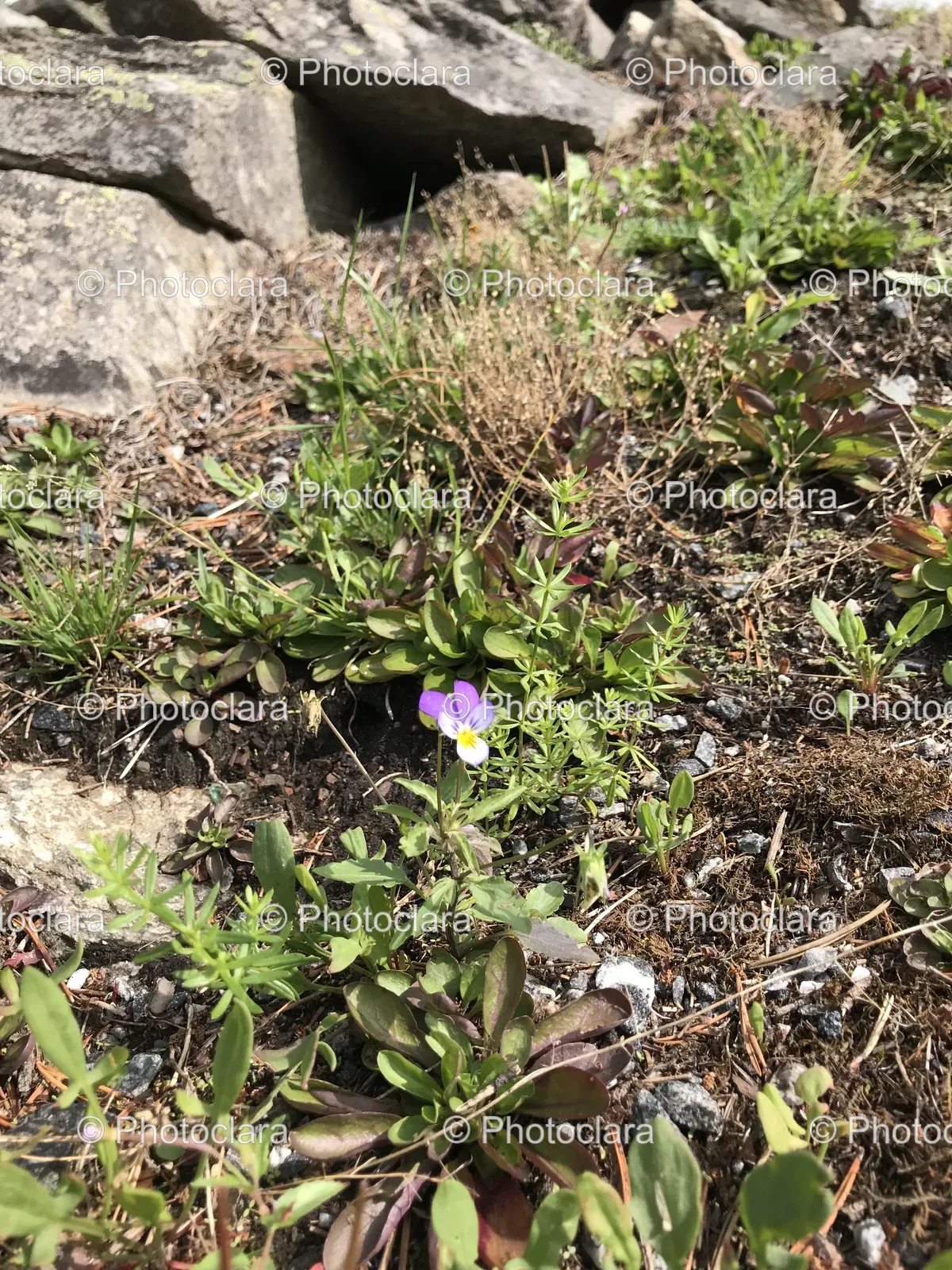 Purple-and-White-Flower-Growing-Among-Rocks.jpg
