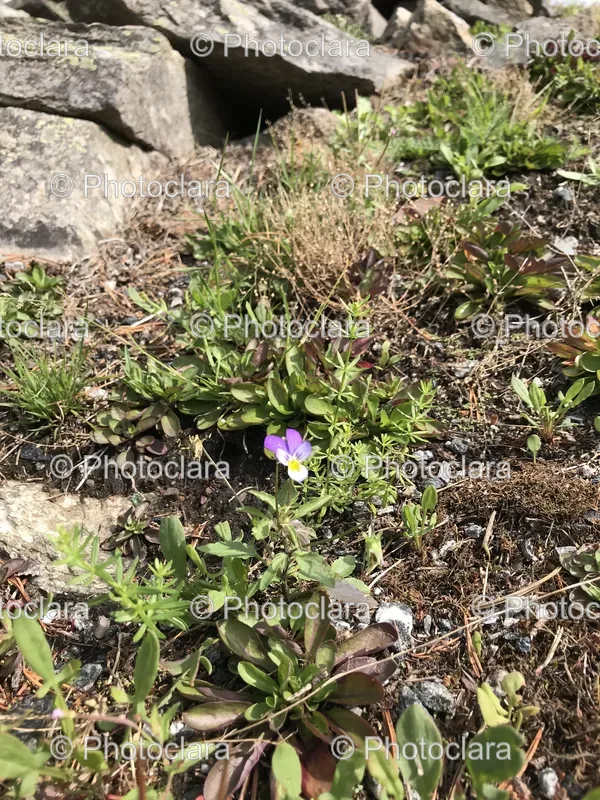 Rocks and Flowers