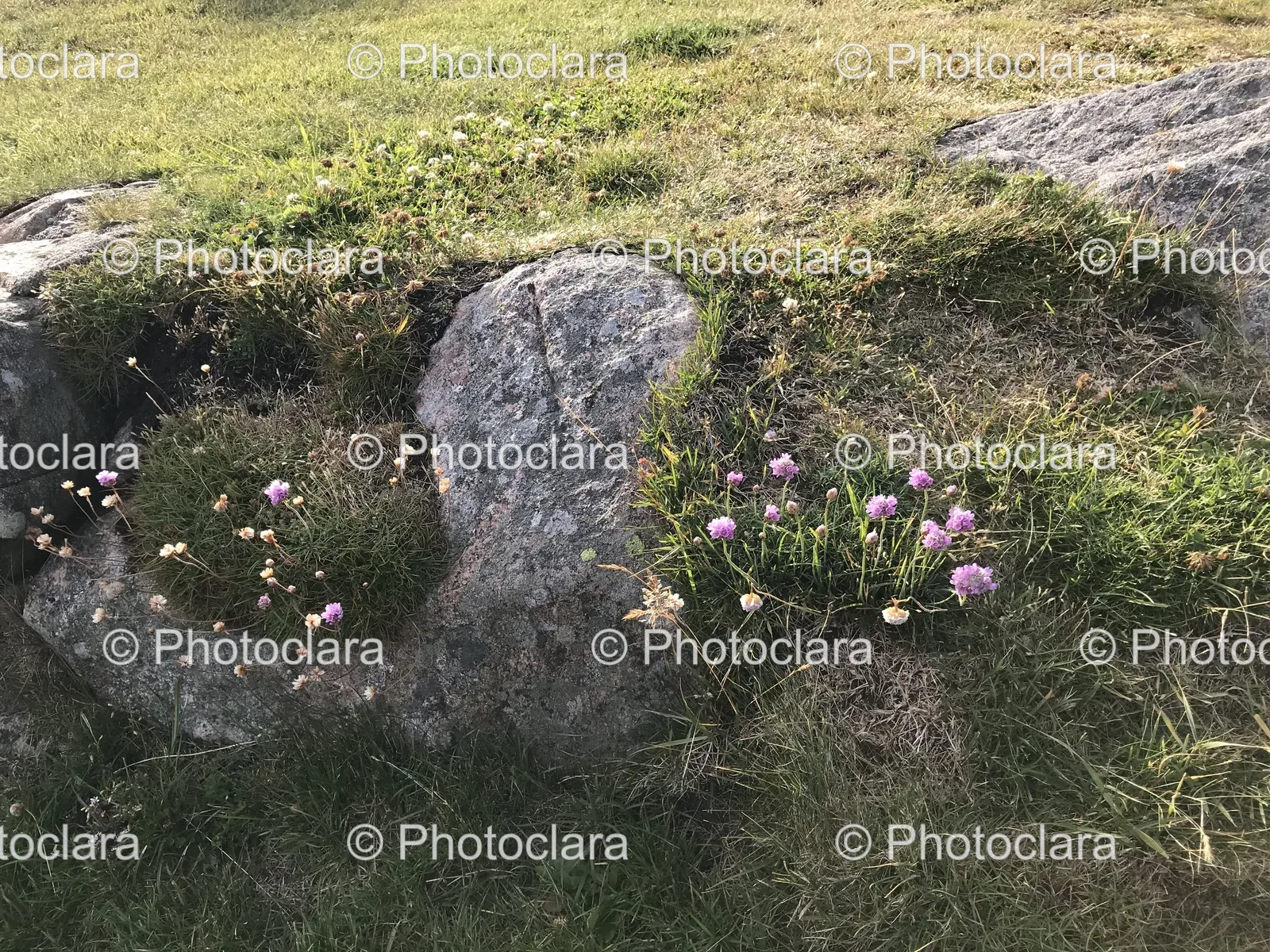 rock-and-flowers-in-grass.jpg