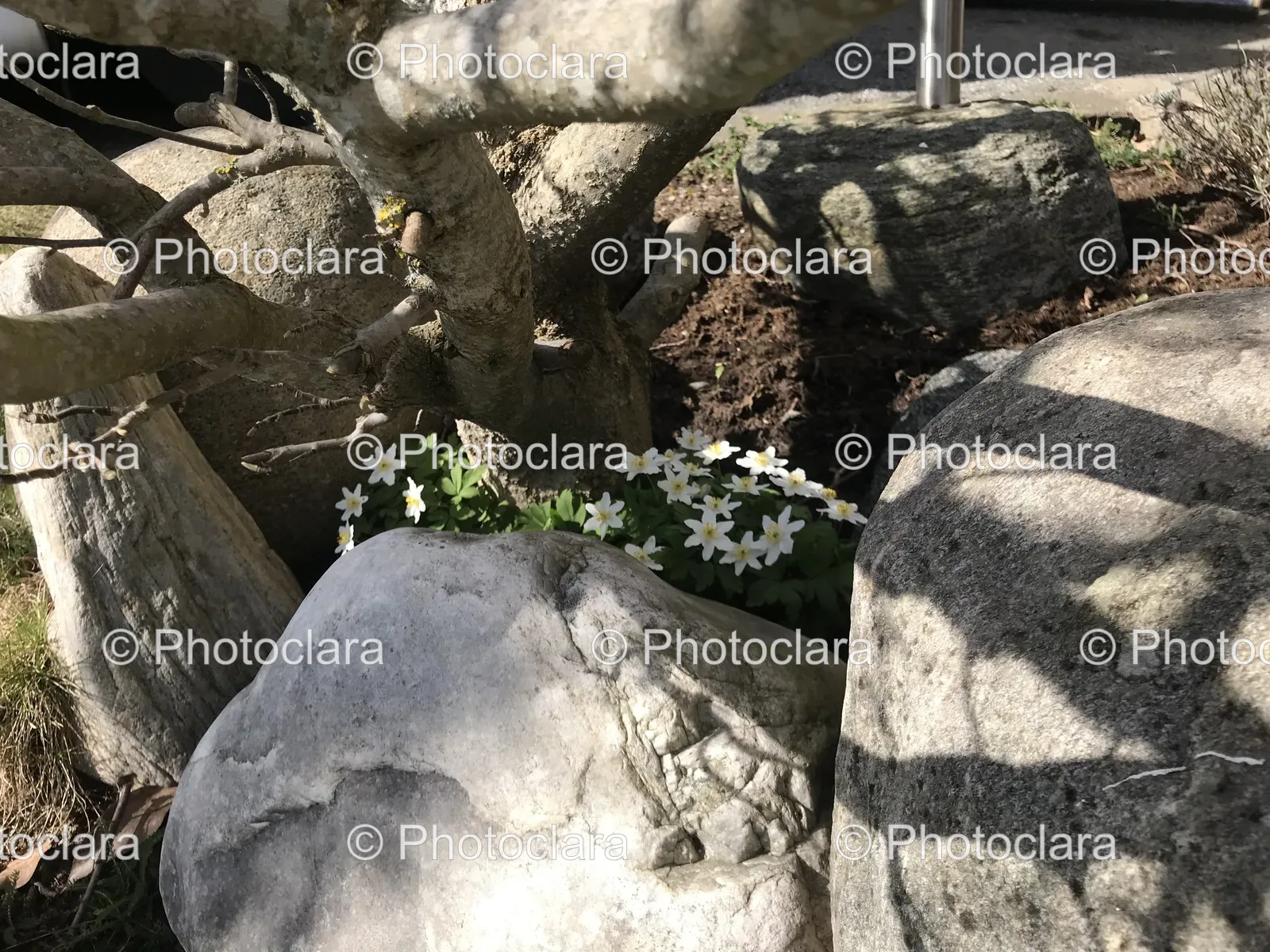 rocks-and-flowers-in-nature.jpg