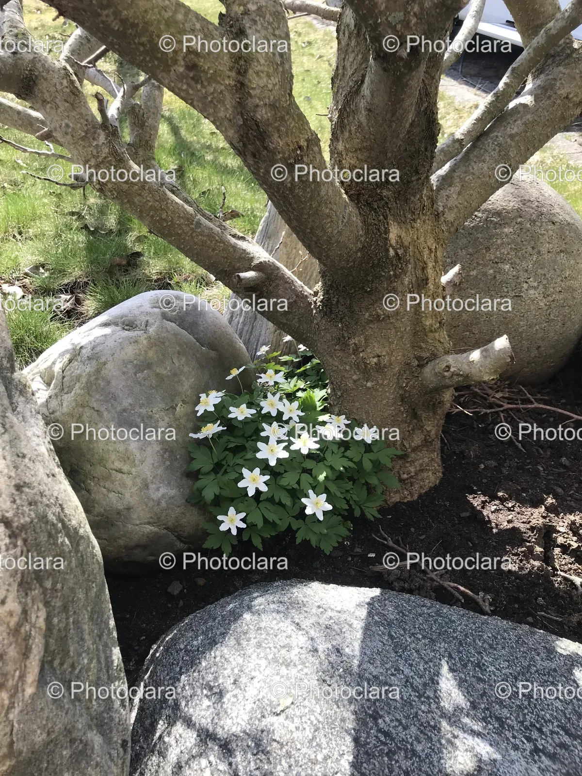 White-Flowering-Tree-with-Rocks.jpg