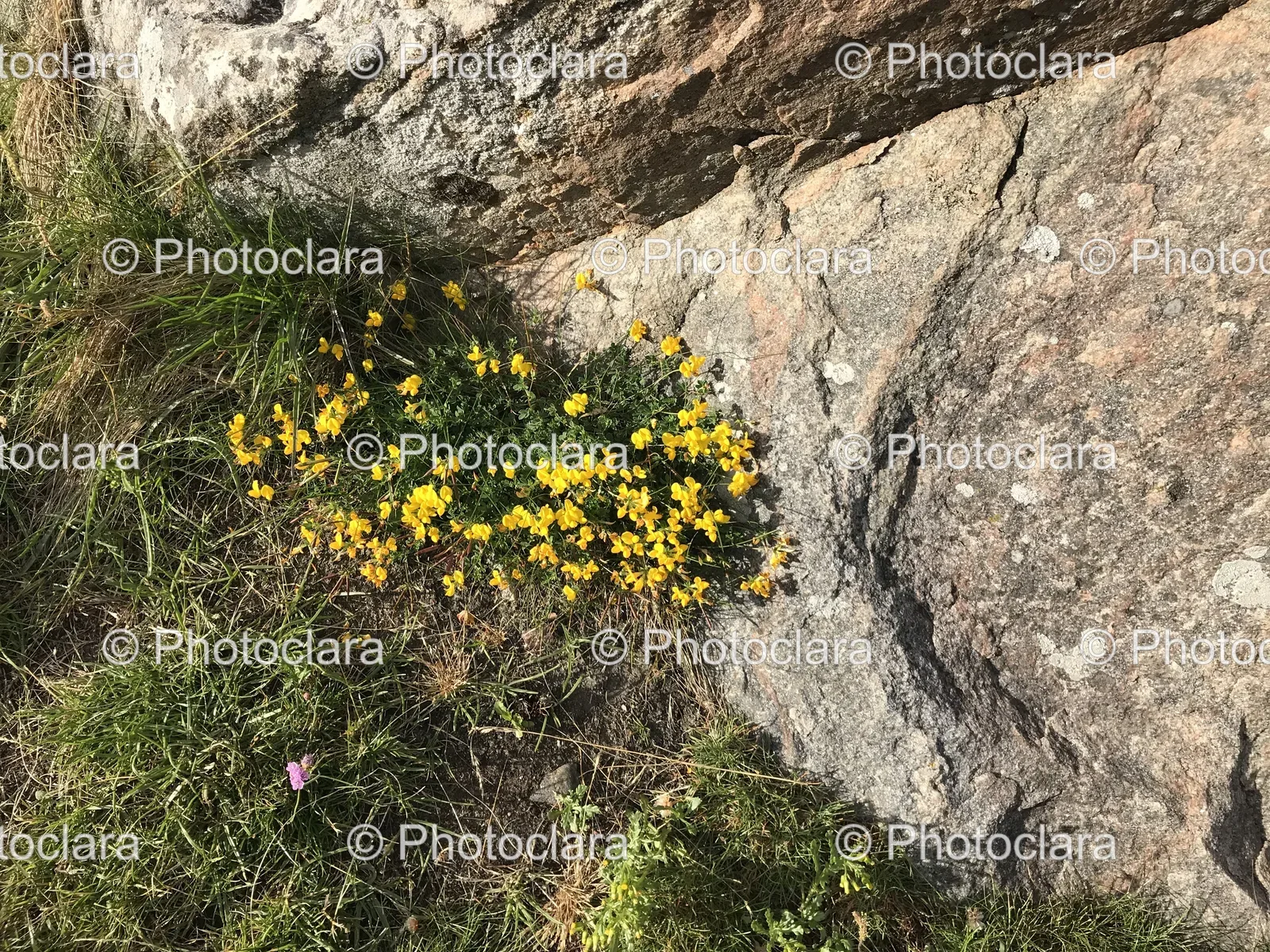 Yellow-Flowers-Growing-on-a-Rock.jpg