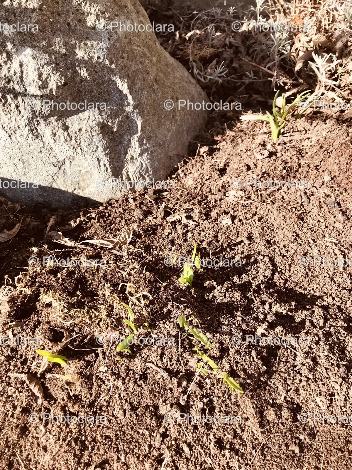 Rock-and-Dirt-Close-up.jpg