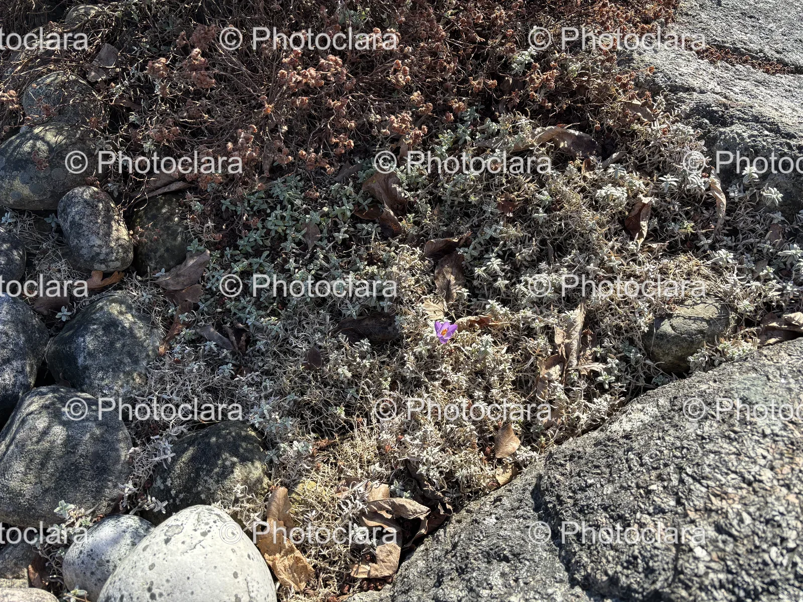 Close-Up-of-Rocks-and-Plants.jpg