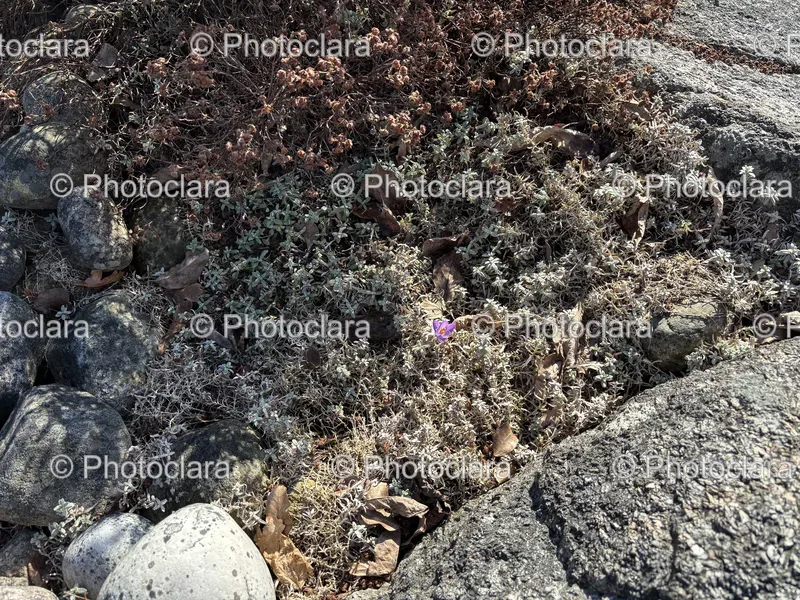 Rocks and Plants