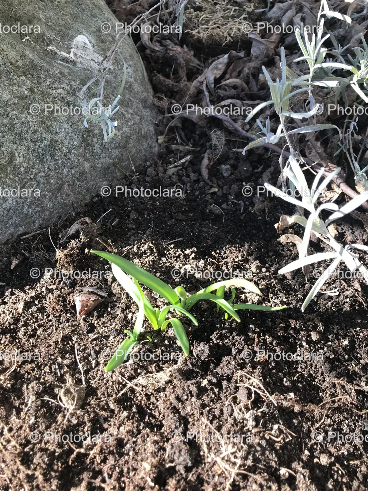 Lizard-and-Plant-Growing-Among-Rocks.jpg
