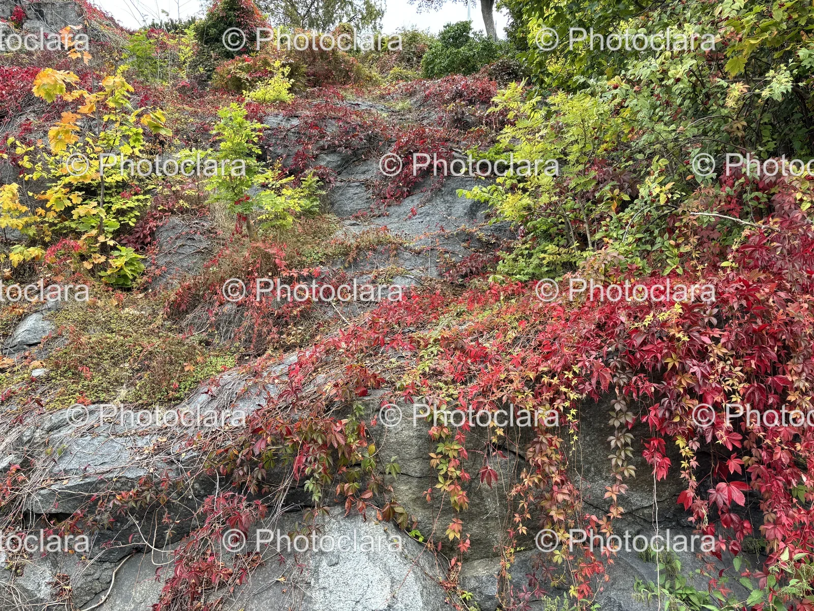 rocky-hillside-autumn-plants.jpg