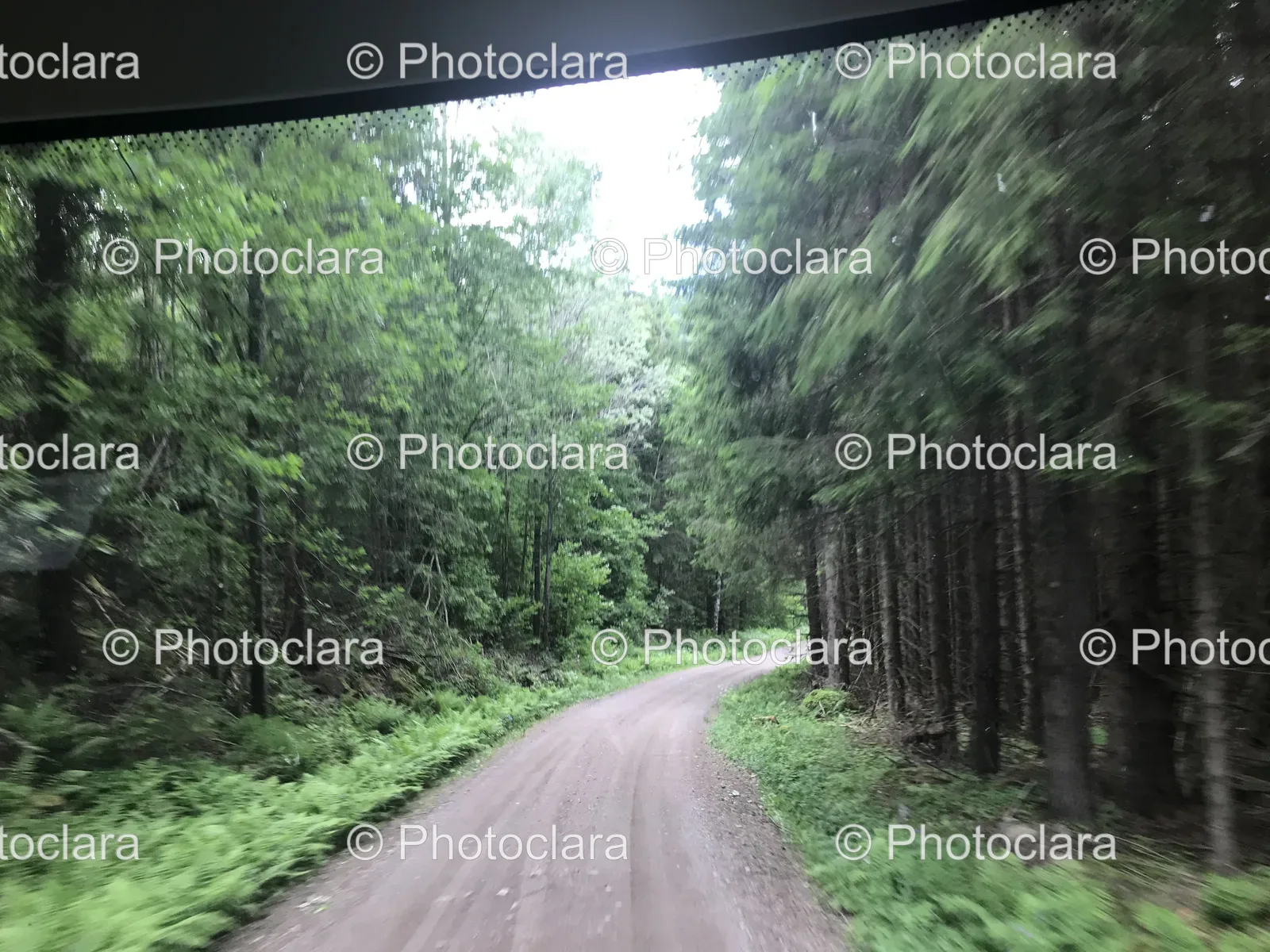 dirt-road-through-a-forest.jpg