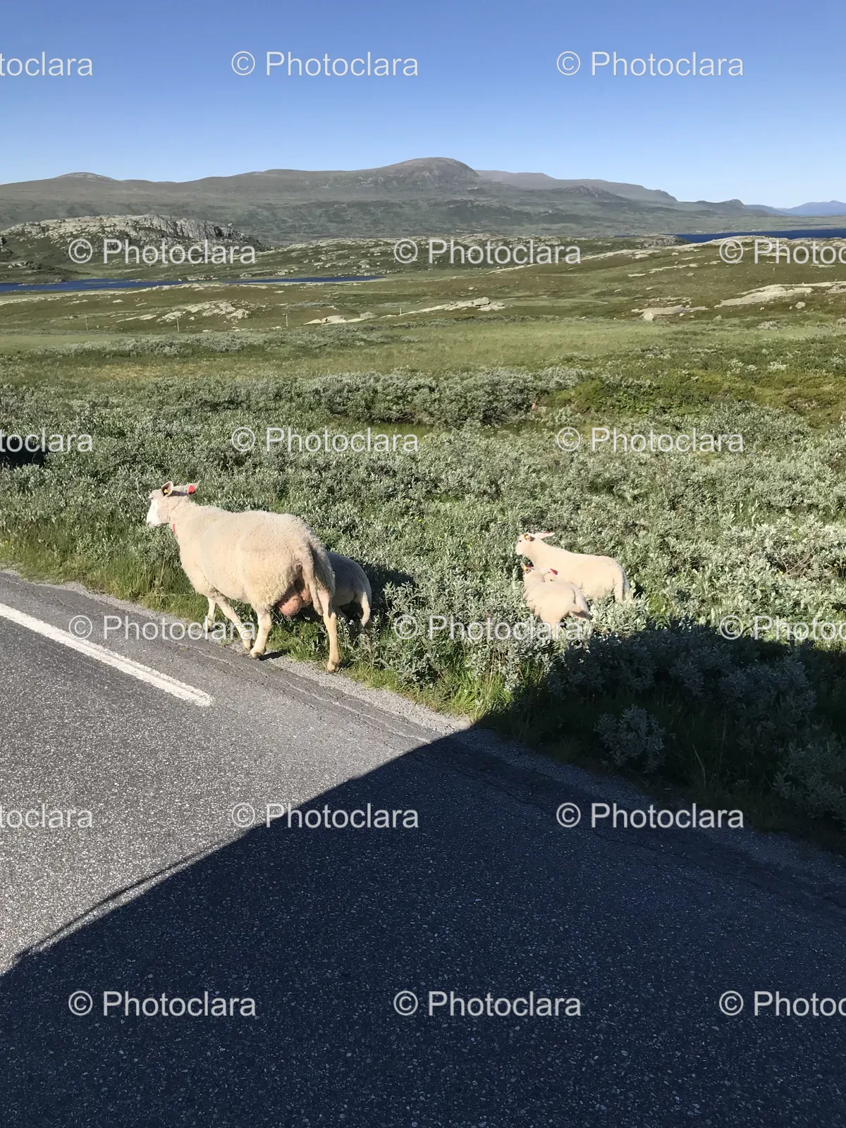 sheep-walking-on-rural-road.jpg