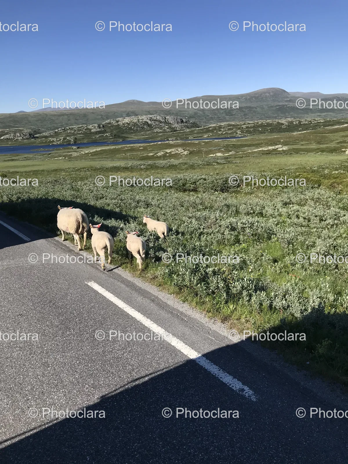 sheep-walking-on-country-road.jpg