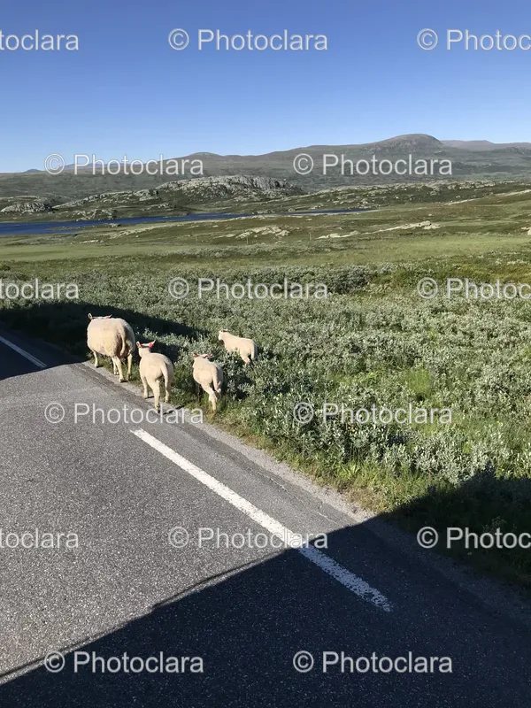 Sheep and Nature