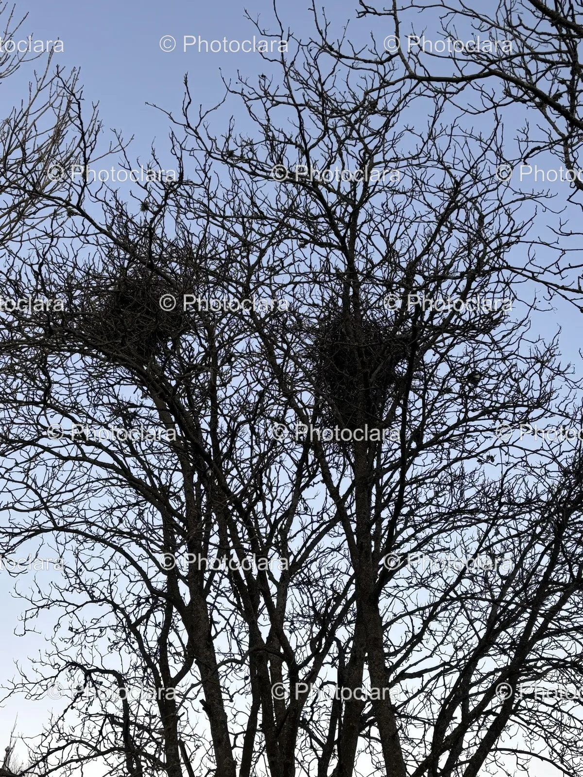 Mystical-Tree-Silhouette.jpg