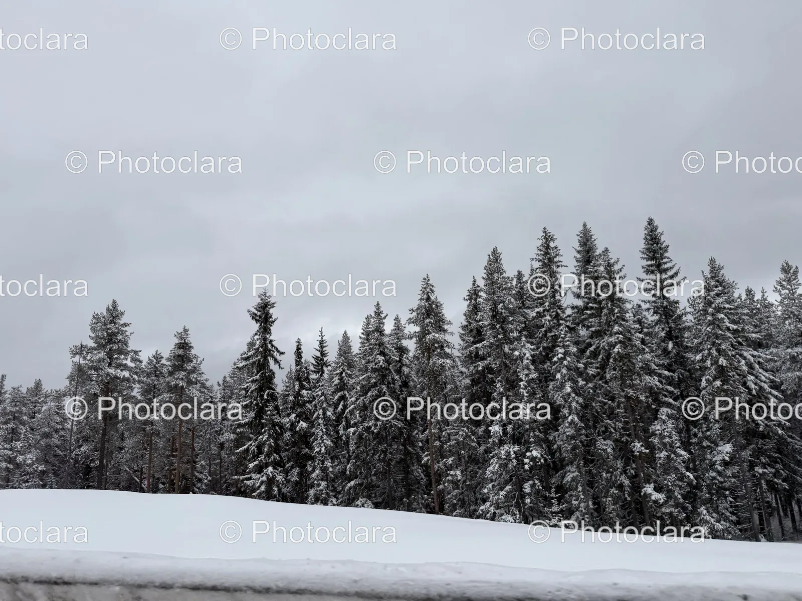 Majestic-Snow-Covered-Trees.jpg