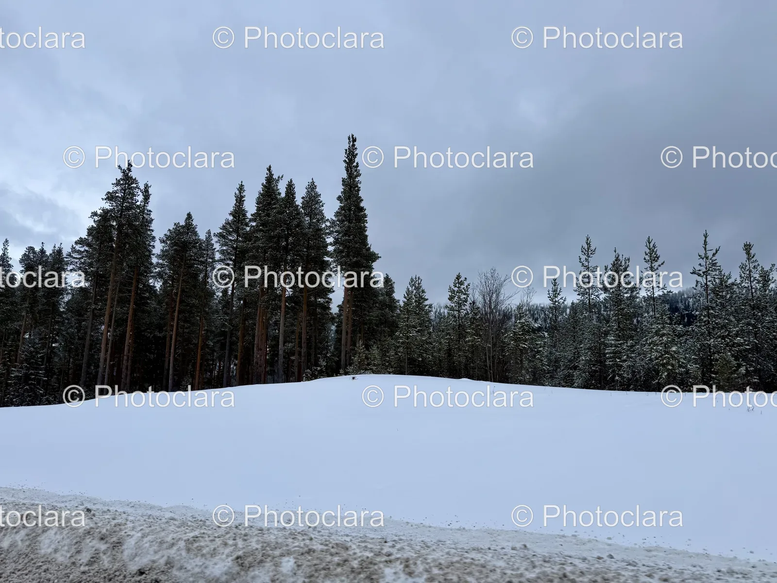 Serene-Snow-Covered-Field-with-Trees.jpg