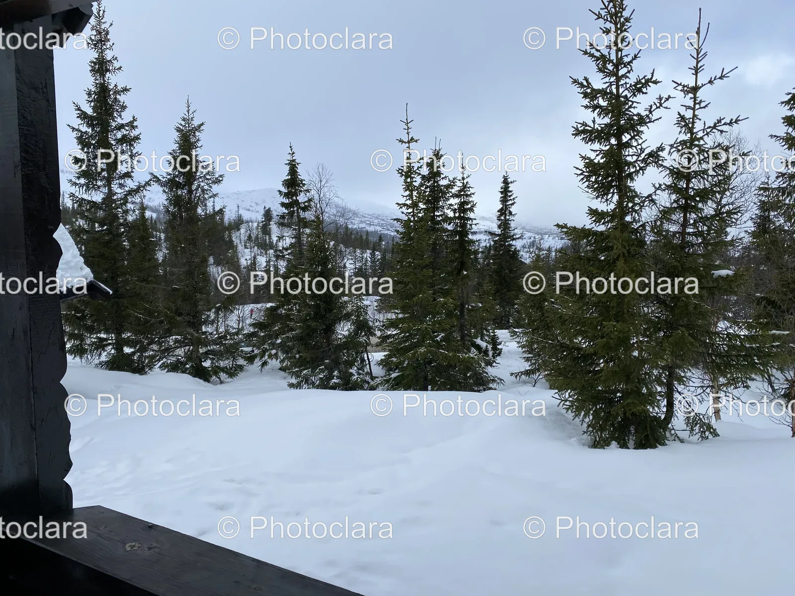 serene-snowy-landscape-with-trees.jpg