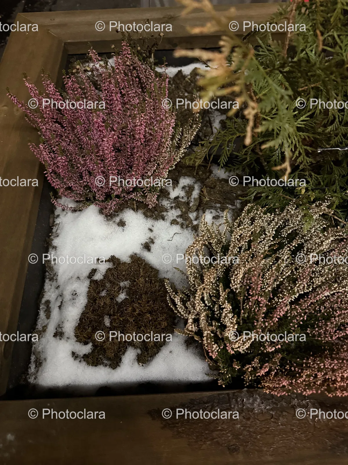 Snow-Covered-Plants-in-Wooden-Box.jpg