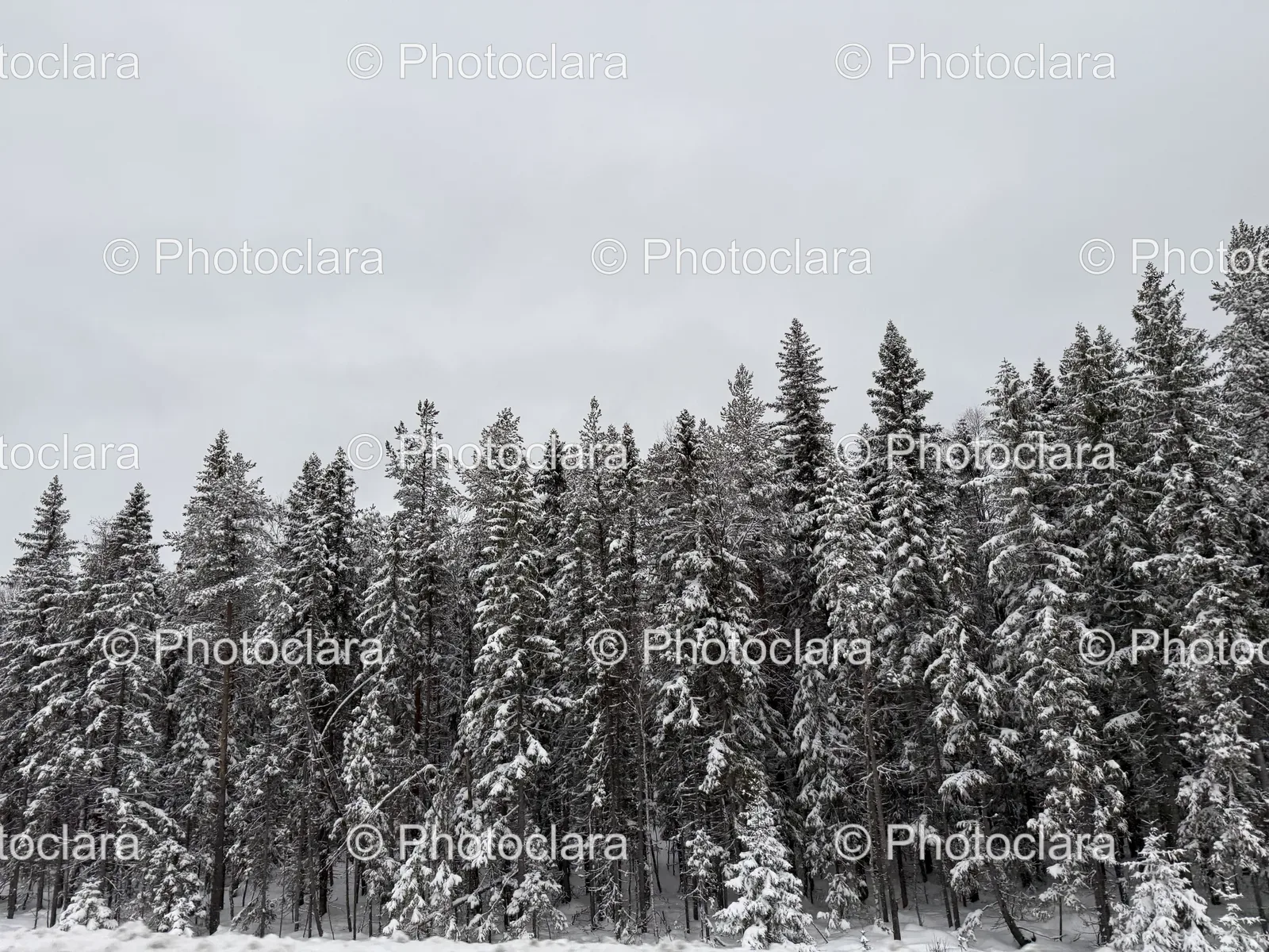 Snow-covered-Trees-Winter-Scene.jpg