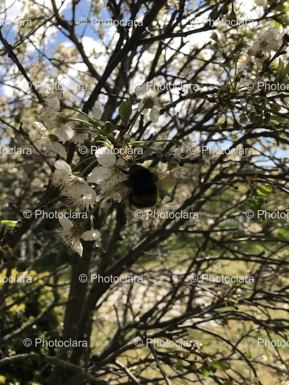 Bee-on-a-Cherry-Blossom.jpg