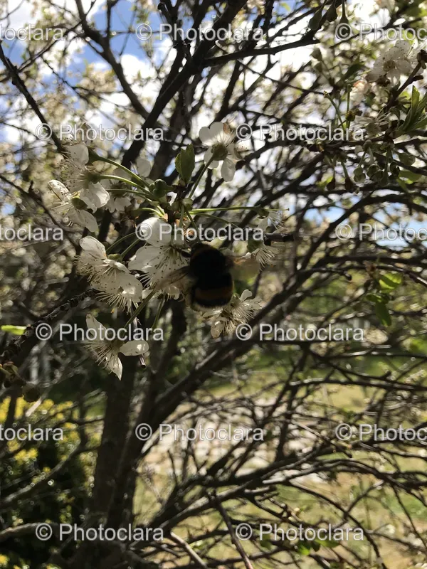 Spring Foliage