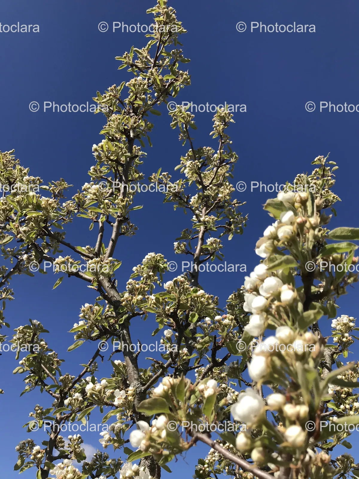 Blossoming-Tree-with-White-Flowers.jpg