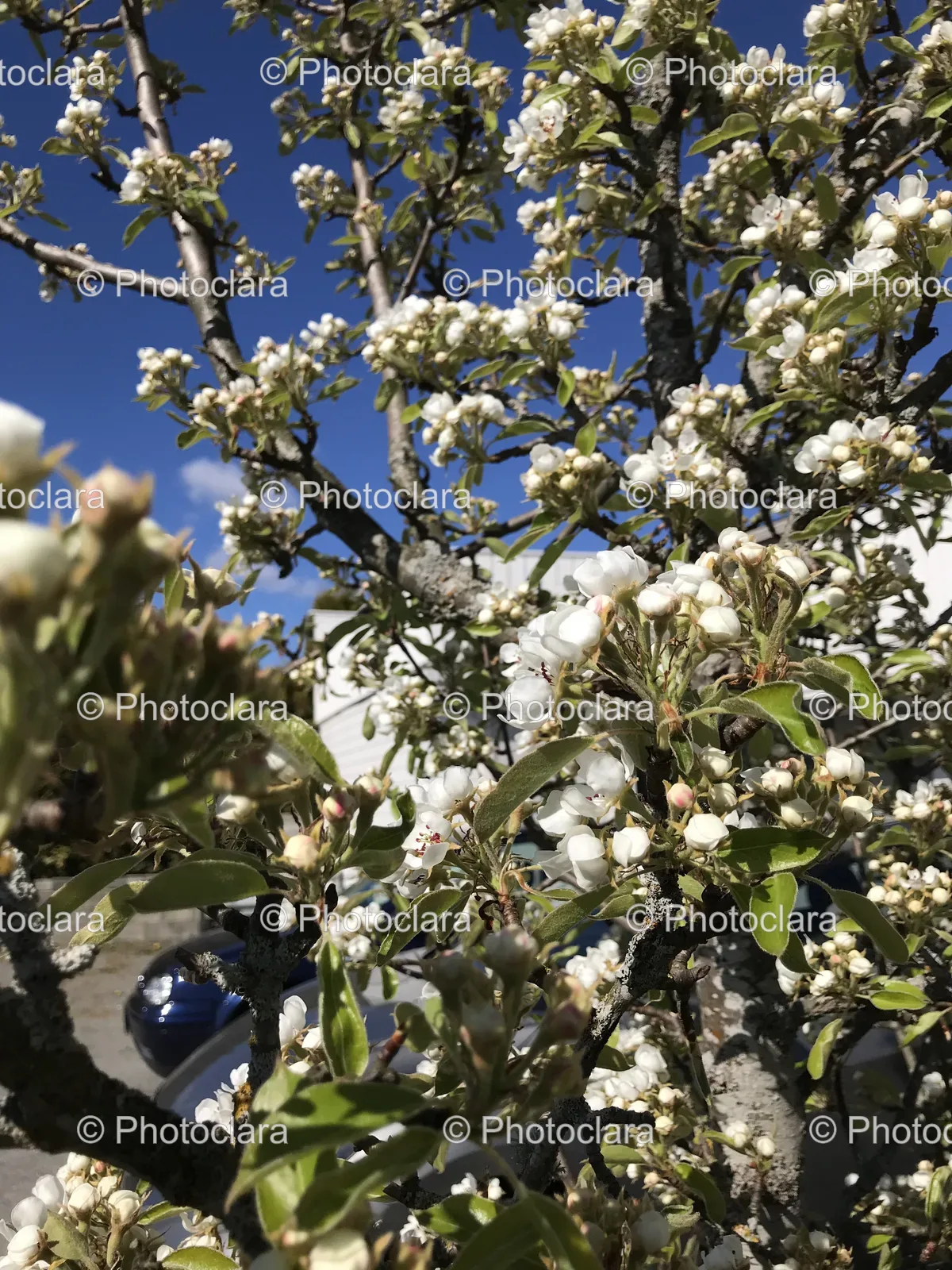 Cherry-Blossom-Tree.jpg
