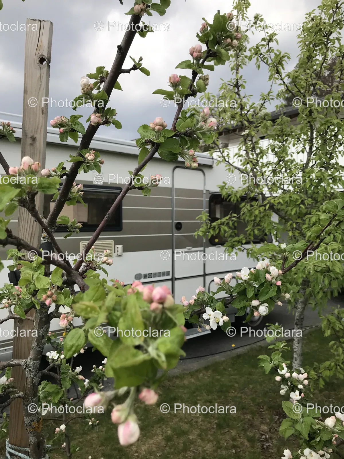 tree-with-pink-blossoms.jpg