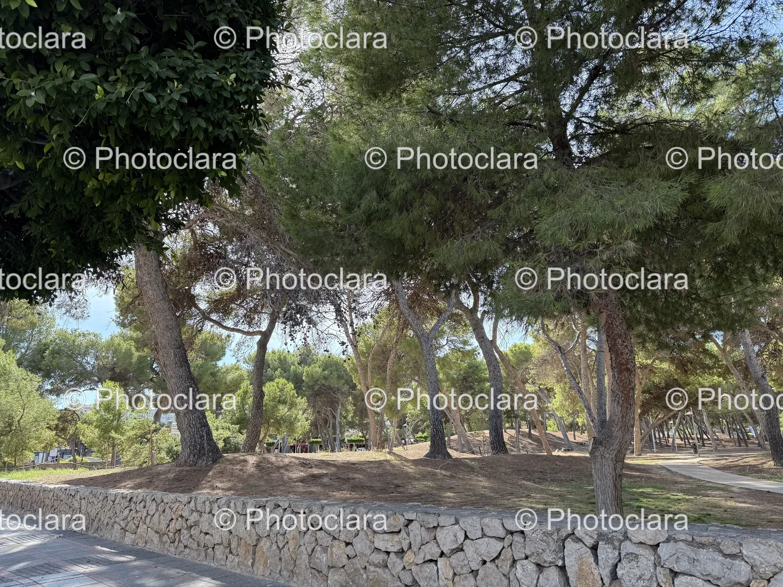 stone-walls-and-trees.jpg