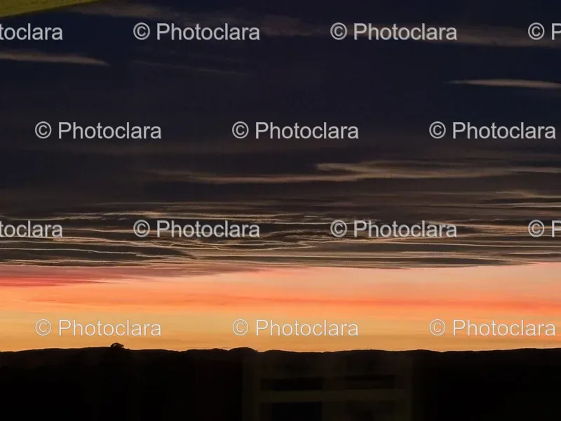 Sunrise and Sunset Trees