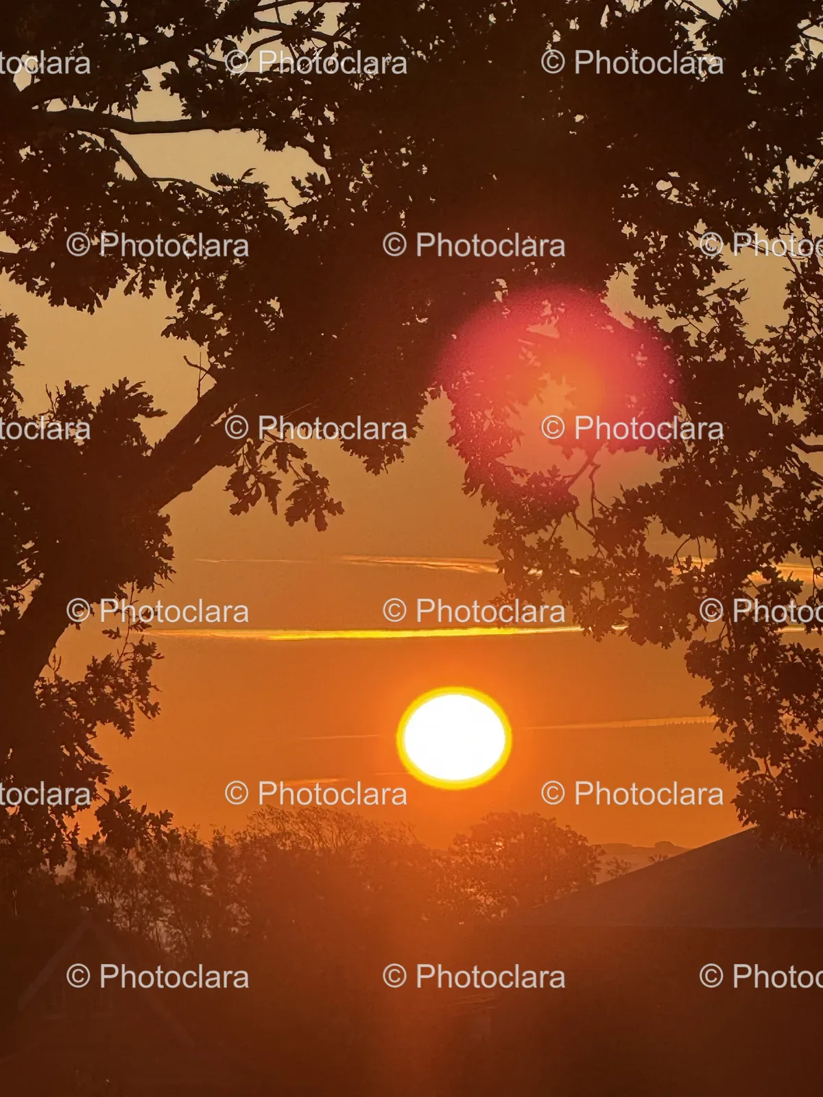 Sunset-Silhouette-of-a-Tree.jpg