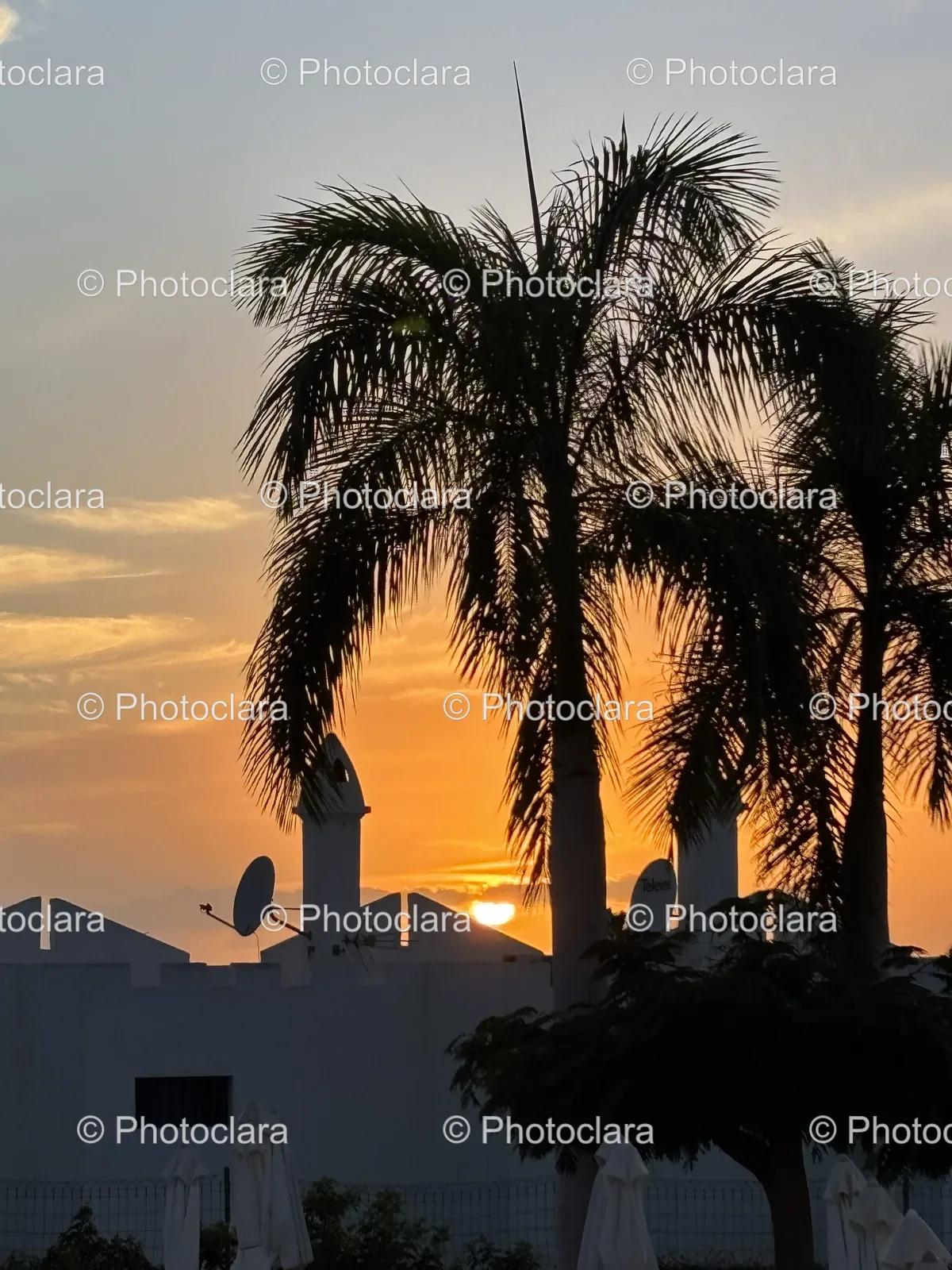 palm-trees-against-a-stunning-sunset.jpg