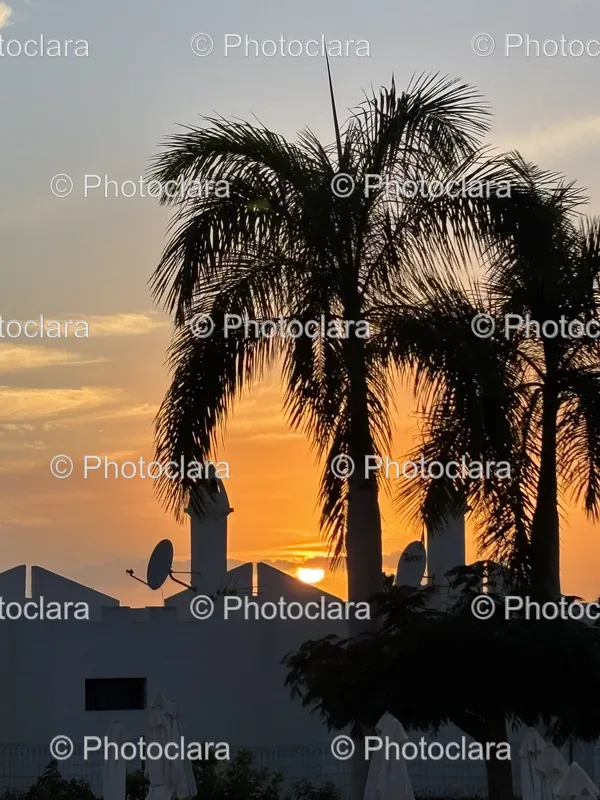Sunset and Palm Trees
