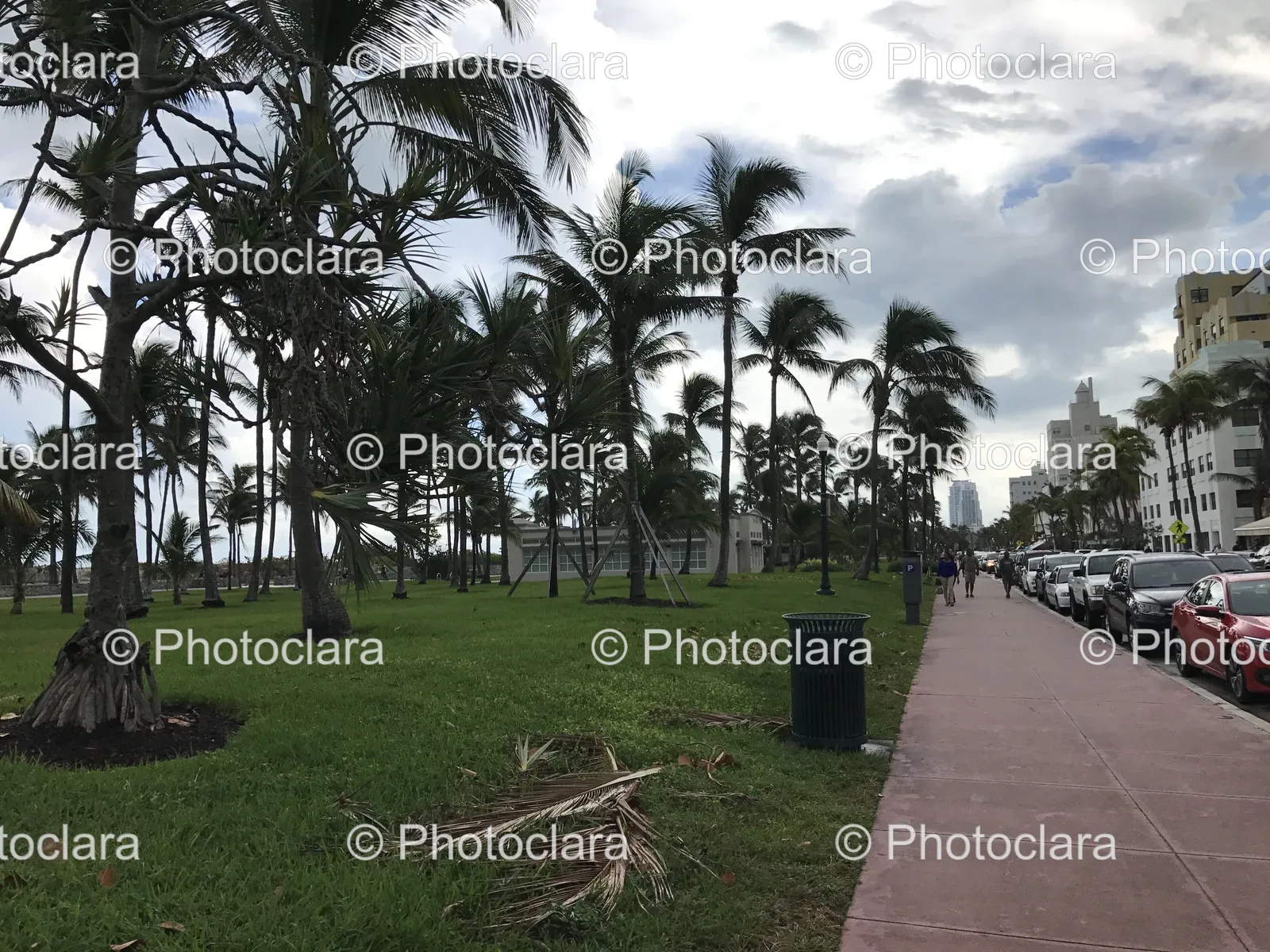 palm-trees-lining-sidewalk-sunny-day.jpg