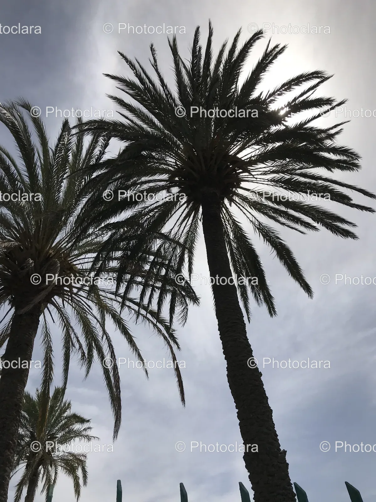 Palm-Trees-Sunset-Sun-Shining-Through.jpg