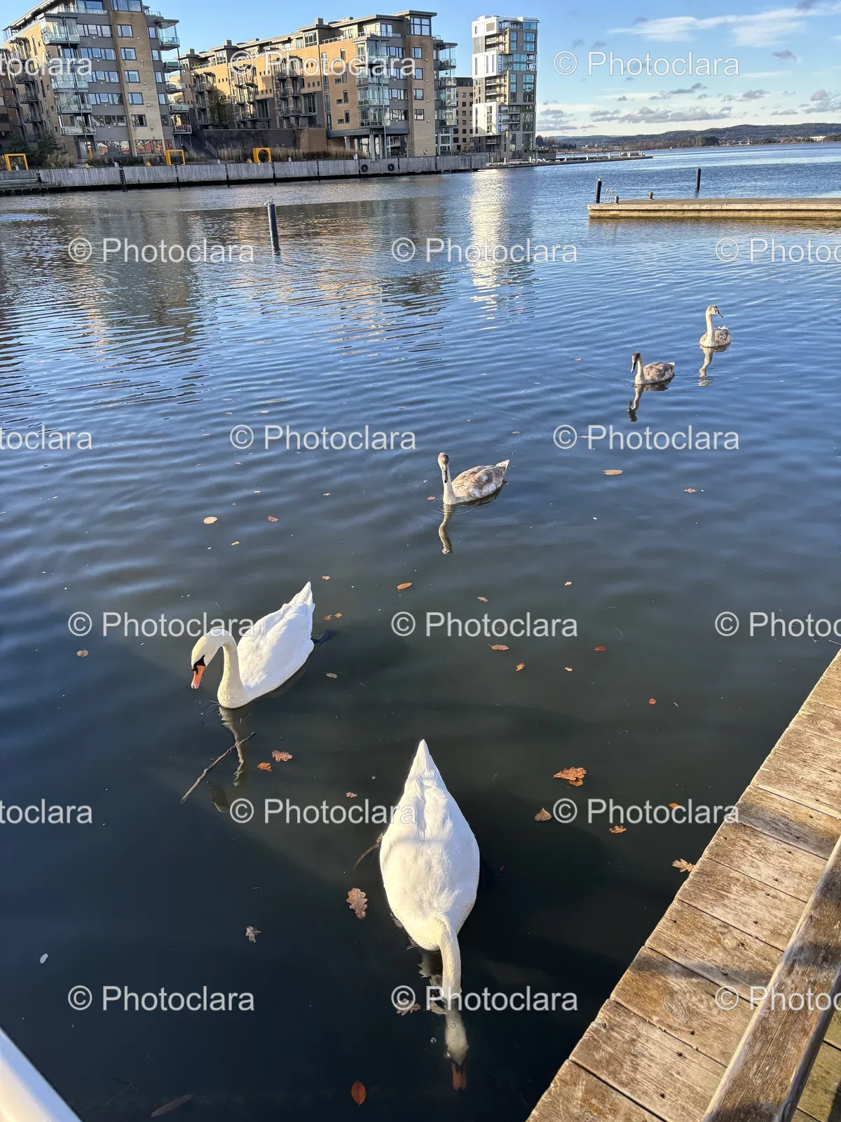 Graceful-Swans-on-the-Lake.jpg