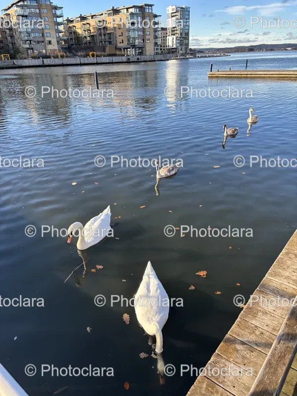 Swans at the Lake