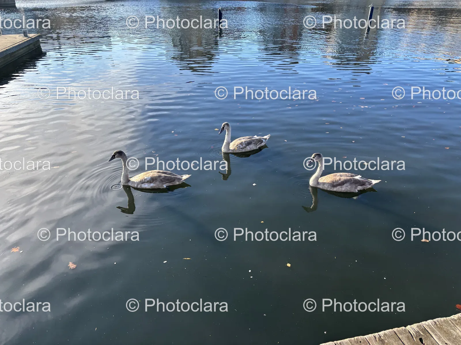 graceful-swans-swimming-in-serene-lake.jpg