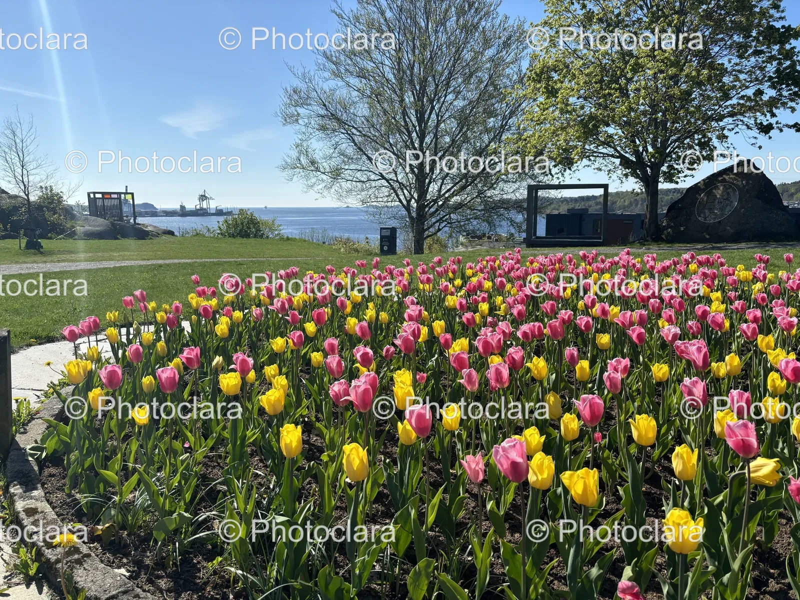 tulip-field-by-the-water.jpg